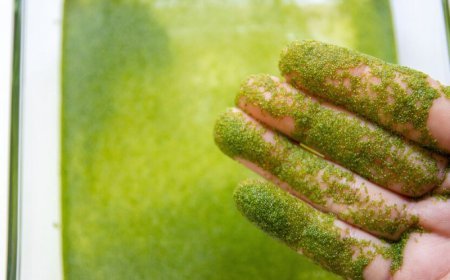 Alimlər yeməli yosunlarda dərinin qocalması əleyhinə vasitə tapıblar