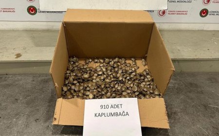 Gürcüstan - Türkiyə sərhədində görünməmiş hadisə: 910 ədəd su tısbağası ələ keçirildi