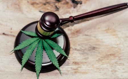 Gürcüstanda marixuana və kannabis bitkisinə dair cəzalar sərtləşdirilir