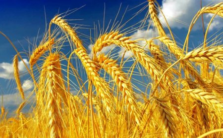 Gürcüstanda buğdanın  qiyməti artır