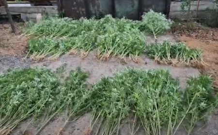 Evlərinin həyətyanı sahələrində Çətənə əkib-becərən şəxslər saxlanıldı