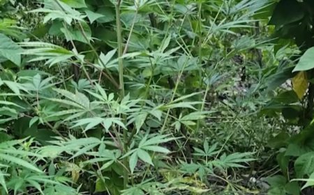 Həyətində çətənə bitkisi əkən şəxs saxlanıldı - VİDEO