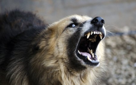 Kaxeti sakini iti öldürdüyünə və qanunsuz silah saxladığına görə saxlanılıb