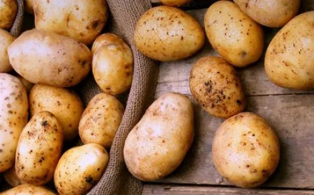 Rusiya Gürcüstandan kartof idxalını dayandırdı