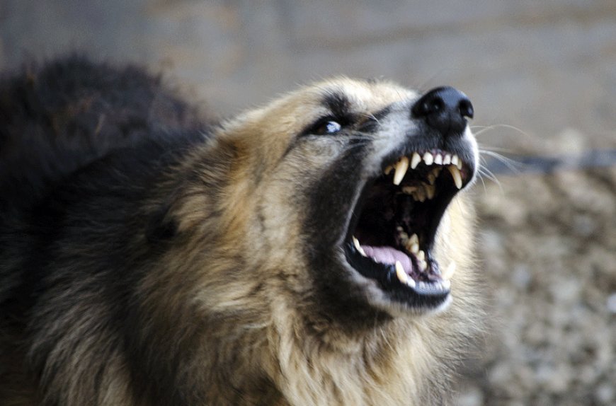 Kaxeti sakini iti öldürdüyünə və qanunsuz silah saxladığına görə saxlanılıb