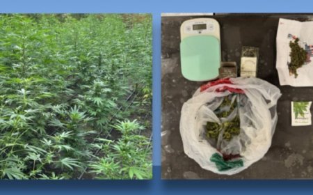 Siğnağidə 1337 ədəd çətənə kolu əkilib, 5 nəfər saxlanılıb