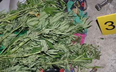 Böyük miqdarda "marixuana" və "kannabis bitkisi" götürülüb - 2 nəfər tutulub