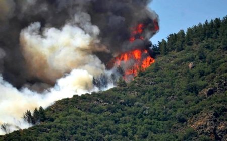 Dünyada ötən il 8,3 milyon hektar meşə sahəsi məhv edilib