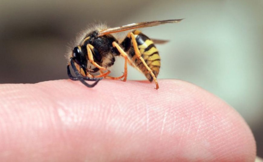 Arının sancması gənc kişinin ölümünə səbəb oldu