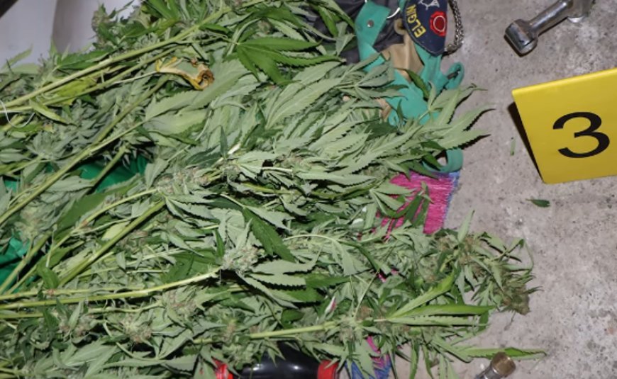 Böyük miqdarda "marixuana" və "kannabis bitkisi" götürülüb - 2 nəfər tutulub