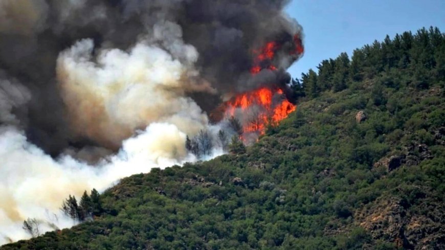 Dünyada ötən il 8,3 milyon hektar meşə sahəsi məhv edilib