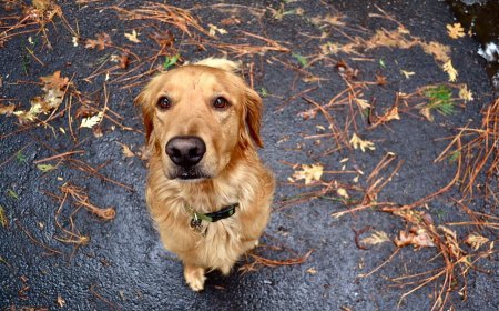 İtlərin amansız şəkildə öldürülməsi faktına görə bir şəxsə ittiham irəli sürülüb