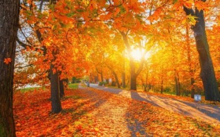 18-21 noyabrda Gürcüstanda hava proqnozu