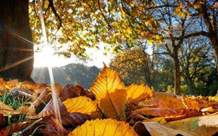 Gürcüstanda növbəti 3 günün hava proqnozu