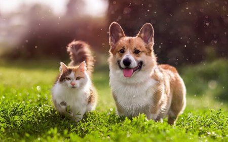 Ev heyvanları haqqında yeni qanun sərt qaydalar