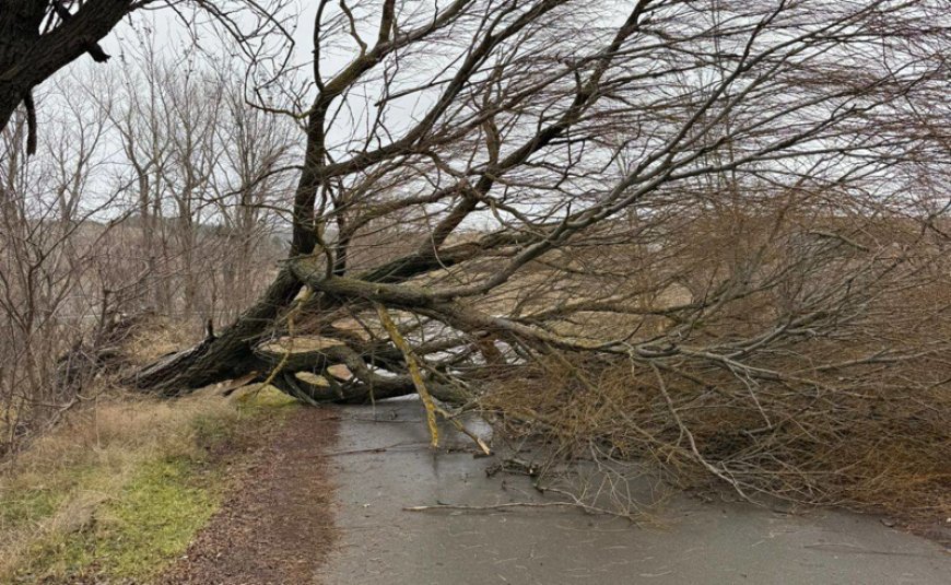 Xaşuridə güclü külək ciddi ziyan vurdu