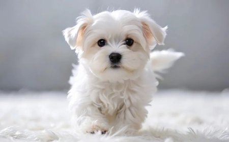 Bu gündən “Ev heyvanları haqqında” qanunun bəzi normaları qüvvəyə minir