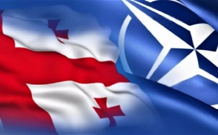 Gürcüstan-NATO əməkdaşlığı müzakirə olunub