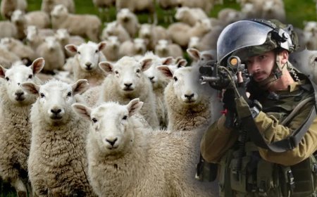 İsrail əsgərləri Suriya ərazisindən 250 keçi oğurladı