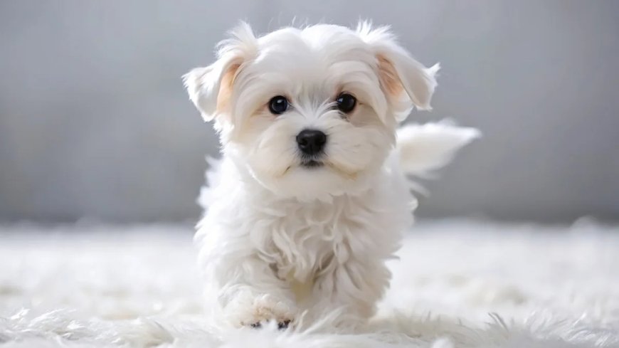 Bu gündən “Ev heyvanları haqqında” qanunun bəzi normaları qüvvəyə minir