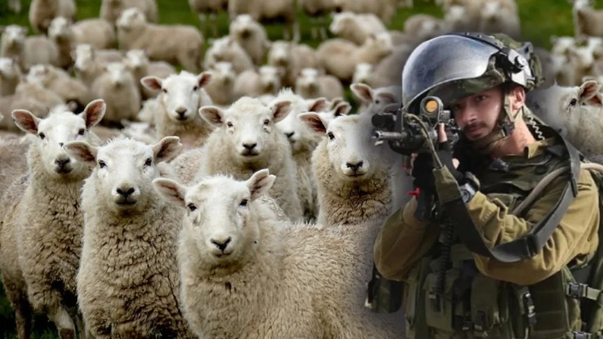 İsrail əsgərləri Suriya ərazisindən 250 keçi oğurladı
