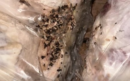 Gürcüstanda skandal: Əsgər və polislərə həyat üçün təhlükəli konservlər yedizdirilib