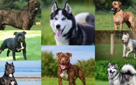 Gürcüstanda bəzi it cinslərinin yetişdirilməsi dayandırılır