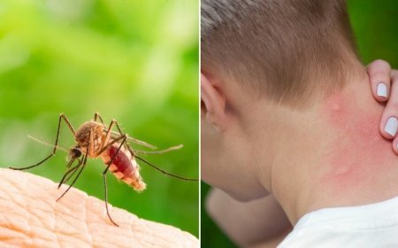 Ağcaqanadlar hər il 700 mindən çox insanın həyatına son qoyur