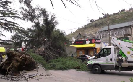 Tbilisidə güclü külək ağacı kökündən qopardı: Magistralda hərəkət məhdudlaşdırılıb