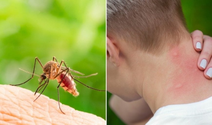 Ağcaqanadlar hər il 700 mindən çox insanın həyatına son qoyur