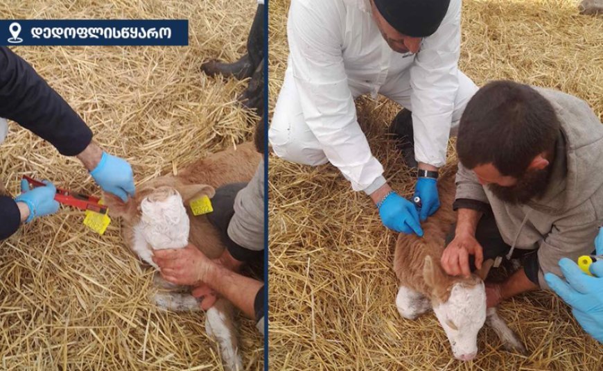 Kaxetidə quduzluq təhlükəsi: Pirosmani kəndində karantin elan edildi