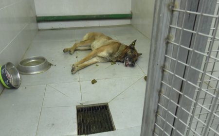 Tbilisinin bələdiyyə sığınacağında heyvanlara qarşı qəddar rəftar-VİDEO