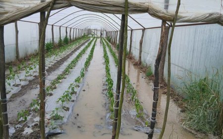 Laqodexidə sel suları dörd kəndi cənginə alıb: Təsərrüfatlara ağır zərbə