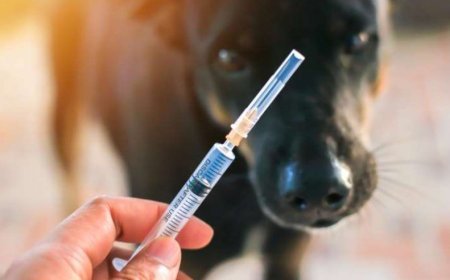 Martvilidə quduzluq təhlükəsi: Kənddə karantin elan edilib