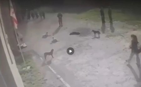 Kaxetidə sahibsiz itlər 6 nəfəri yaralayıb – Heyvanlar karantinə alınıb