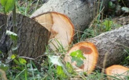 Maliyyə Nazirliyindən kütləvi həbslər: Qanunsuz ağac ixracı və saxta sənədlər
