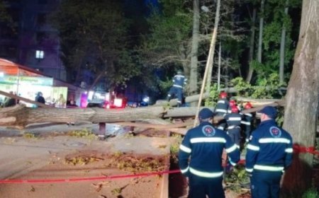 Tbilisinin Qldani rayonunda ağaclar aşıb: Qaz və işıq kəsilib