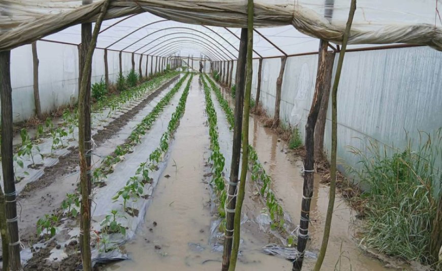 Laqodexidə sel suları dörd kəndi cənginə alıb: Təsərrüfatlara ağır zərbə