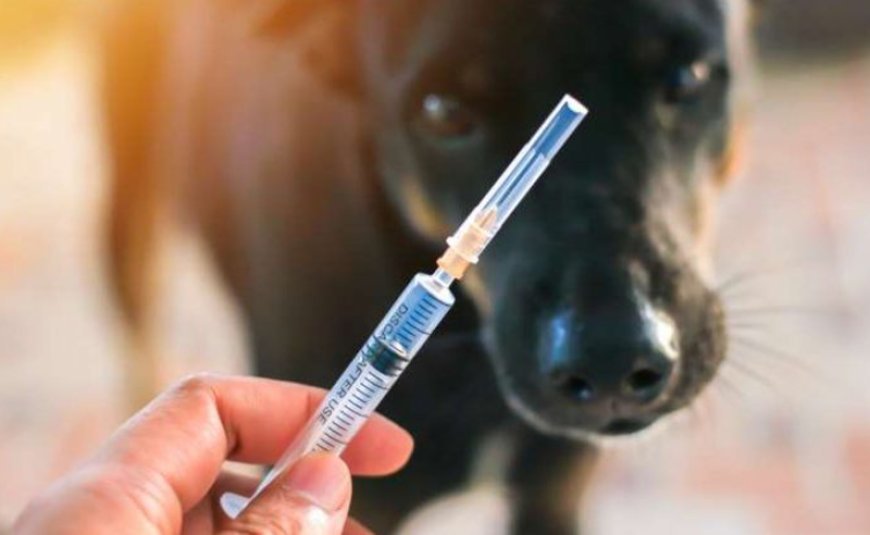 Martvilidə quduzluq təhlükəsi: Kənddə karantin elan edilib