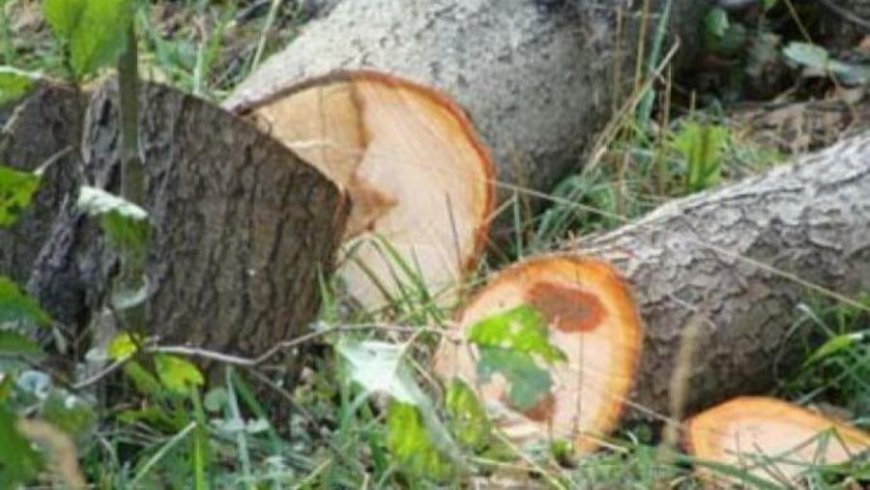 Maliyyə Nazirliyindən kütləvi həbslər: Qanunsuz ağac ixracı və saxta sənədlər