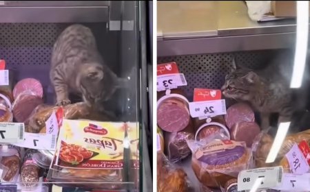 Tbilisidə pişik soyuducuya girdi: Supermarket 5000 lari cərimələndi -VİDEO