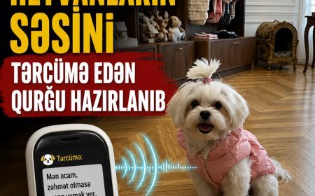 Çində heyvanların səsini tərcümə edən qurğu hazırlanıb