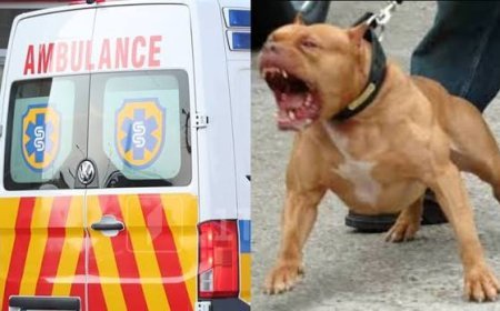 Varketilidə Pitbul  gənc qadını parçaladı