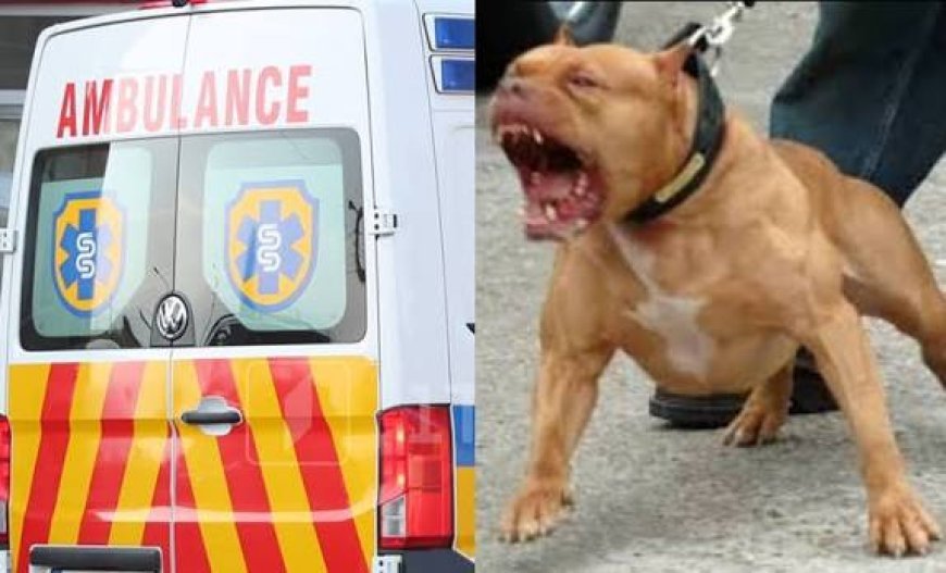 Varketilidə Pitbul  gənc qadını parçaladı