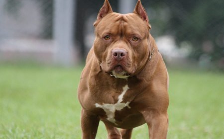 Telavidə pitbul öz sahibinə hücum etdi