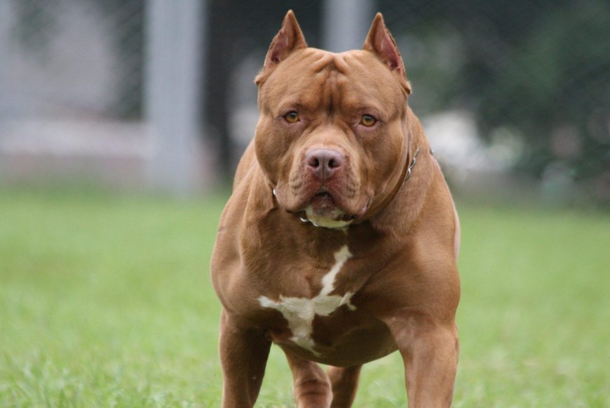 Telavidə pitbul öz sahibinə hücum etdi