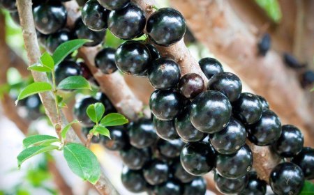 Bu meyvə ekstraktı prostat xərçənginin qarşısını ala bilir