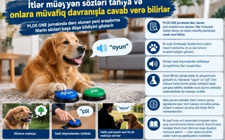 Alimlər sübut etdilər: İtlər yalnız səs tonunu deyil, konkret sözlərin mənasını da anlayır