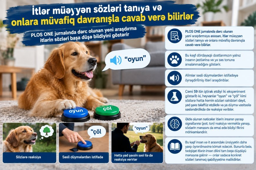 Alimlər sübut etdilər: İtlər yalnız səs tonunu deyil, konkret sözlərin mənasını da anlayır